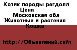 Котик породы регдолл › Цена ­ 15 000 - Московская обл. Животные и растения » Кошки   